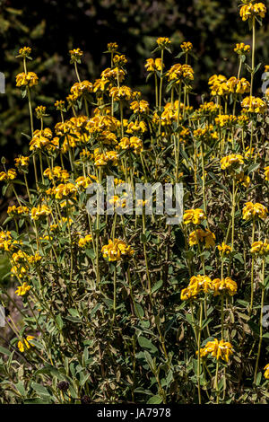 Phlomis Fruticosa or Jerusalem Sage Stock Photo
