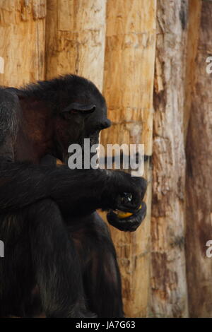 bonobo during feeding Stock Photo