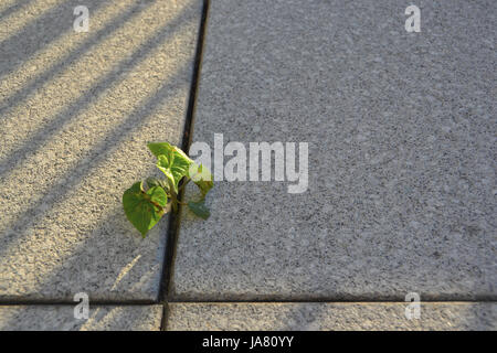 leaves, concrete, habitat, pavement, outlive, adaptation, survival, plant, Stock Photo