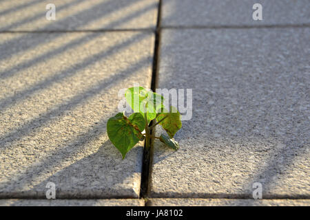 struggle for survival of a plant between paving slabs Stock Photo