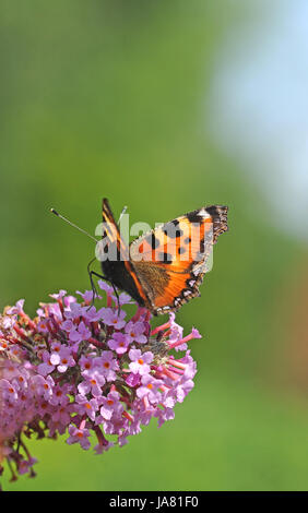 butterfly, moth, fox, insect, butterfly, coloured, colourful, gorgeous, Stock Photo