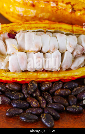 Close up of a fresh cocoa beans in a cocoa pods and dark dry cocoa bean on wooden table Stock Photo