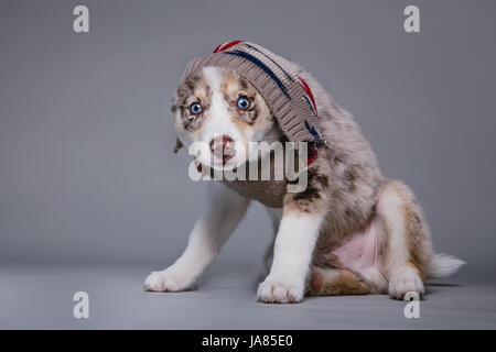 Portrait of Pomsky puppy with a sweater pulled over his head, looking at camera.