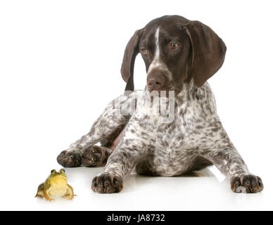 dog and a bullfrog - german shorthaired pointer looking at bullfrog isolated on white background Stock Photo