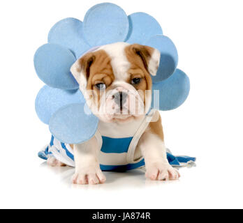 skirt, blue, indicate, show, isolated, animal, pet, flower, plant, bull, face, Stock Photo