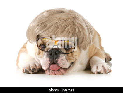 indicate, show, isolated, animal, pet, male, masculine, bull, face, portrait, Stock Photo