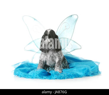 skirt, blue, indicate, show, isolated, animal, pet, butterfly, sassy, Stock Photo