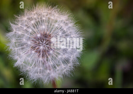 Dandelion Seedhead Closeup Stock Photo
