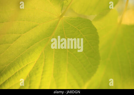 Summer nature. Macro of green leave on sunlight background. Stock Photo