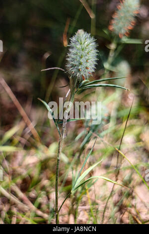 Trifolium angustifolium Stock Photo
