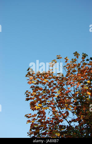 blue, leaf, tree, leaves, autumnal, branches, branch, sycamore, seasonal, Stock Photo