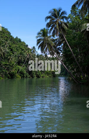 Coconuts trees along the Loboc River in the island of Bohol located in the Central Visayas region of the Philippines Stock Photo