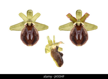 Early Spider Orchid - Ophrys sphegodes Stock Photo