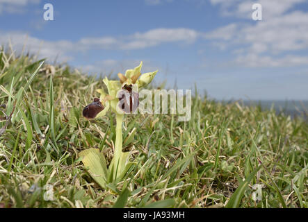 Early Spider Orchid - Ophrys sphegodes Stock Photo