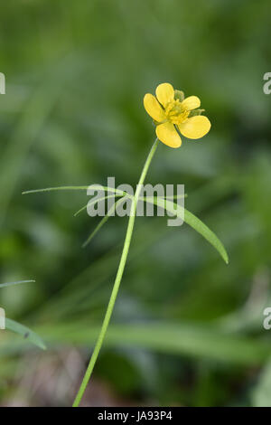 Goldilocks Buttercup - Ranunculus auricomus Stock Photo