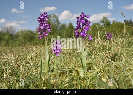 Green-winged Orchid - Anacamptis morio Stock Photo