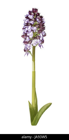 Lady Orchid - Orchis purpurea Stock Photo
