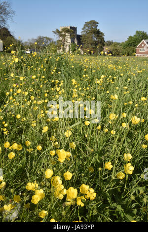 Meadow Buttercup - Ranunculus acris - Goring meadow, Berkshire Stock Photo