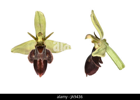 Bee/Fly Orchid hybrid - Ophrys apifera x O. insectifera Stock Photo