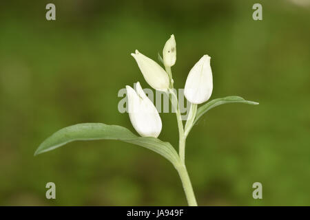 White helleborine - Cephalanthera damasonium Stock Photo
