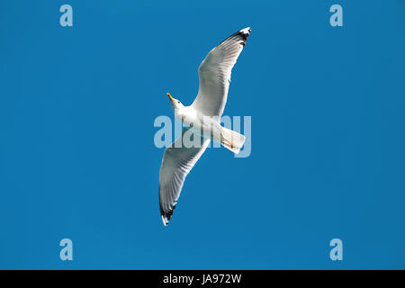 Photo of a beautiful gull hovering in the sky Stock Photo
