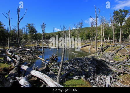 Beaver dam, Tierra Del Fuego, Chile Stock Photo