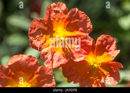 Helianthemum 'Fire Dragon' Helianthemum 'Fire Dragon'
