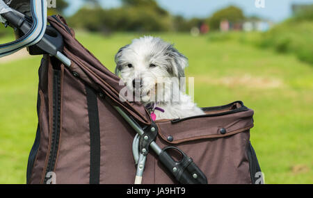 Elderly dog in a dog pushchair. Bearded collie crossed with Yorkshire Terrier. Old dog. Dog pram. Stock Photo