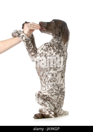 puppy begging - german shorthair pointer begging for treats isolated on white background Stock Photo