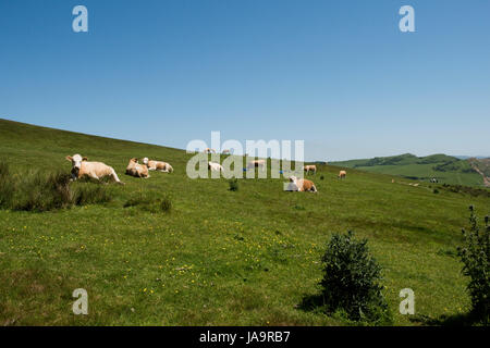 Simmental beef cattle grazing on short coastal pasture with thistles and rushes on the slopes of Golden Cap near Seatown in Dorset, May Stock Photo