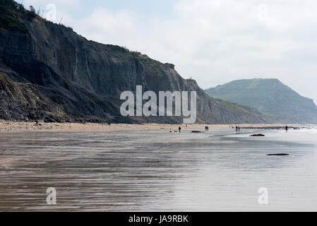 Low spring tide on the East Beach at Charmouth with blue lias rocks and strata of the Jurassic Coast, a World Heritage Site, Dorset, May Stock Photo