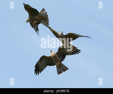 Close up of three black kites catching food in flight Stock Photo