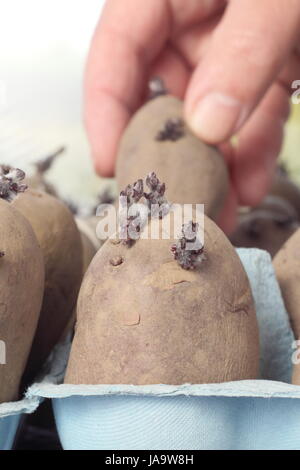 A gardener chits seed potatoes (Charlotte variety) in an egg box on a warm window sill to encourage strong shoots before planting out, UK Stock Photo