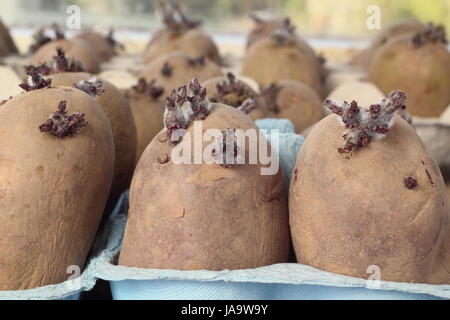 Seed potatoes (Charlotte variety) chitting in an egg box on a warm windowsill to encourage strong shoots before planting out, UK Stock Photo