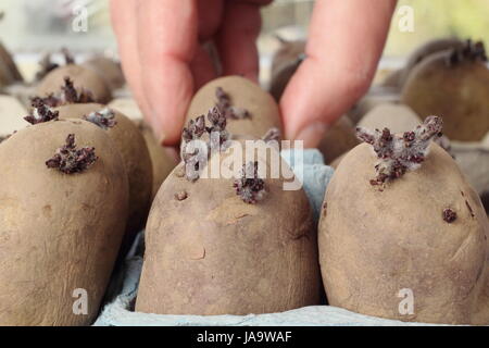 A gardener chits seed potatoes (Charlotte variety) in an egg box on a warm window sill to encourage strong shoots before planting out, UK Stock Photo