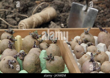 Seed potatoes (Majestic, Charlotte and Red Duke of York varieties) chitted in eggboxes on a windowsill, in a vegetable patch ready for planting out Stock Photo