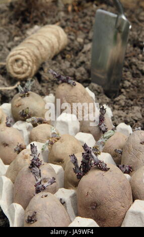 Seed potatoes (Majestic, Charlotte and Red Duke of York varieties) chitted in eggboxes on a windowsill, in a vegetable patch ready for planting out Stock Photo