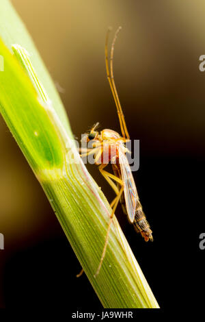 The common house mosquito (Culex pipiens) Stock Photo