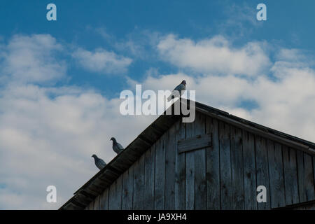 A few pigeons sitting on the roof of barn. Stock Photo