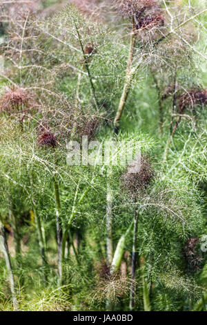 Foeniculum vulgare 'Purpureum'. Purple Fennel fresh new leaves growing, June Stock Photo