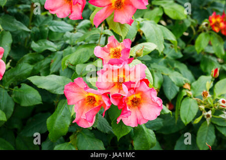 Salmon pink shrub rose Rosa Morning Mist Ausfire (David Austin) flowering late spring early summer, RHS Garden, Wisley, Surrey, south-east England, UK Stock Photo