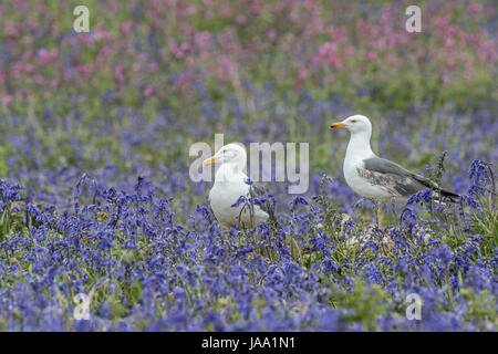 Two yellow-legged gulls (Larus michahellis) amongst bluebells in a flower landscape. Skomer Island, Pembrokeshire, May Stock Photo