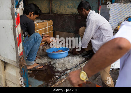 Large prawns being packed in to ice on the back of a lorry at Sassoon docks, Mumbai, India. Stock Photo