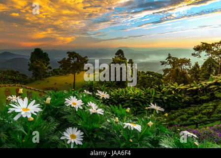 Field of daisies and wild flowers with Mountains in background Stock Photo
