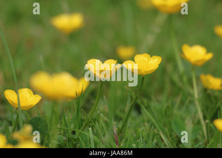 Yellow Creeping Buttercup Flowers, Ranunculus repens, shimmering in the summer sun on natural green grass background. Stock Photo
