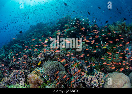 Colorful fish, mainly Scalefin anthias and damselfish, swim over a current-swept coral reef growing near Alor, Indonesia. Stock Photo
