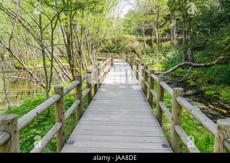 Wooden path and green environment at kamikochi japan Stock Photo