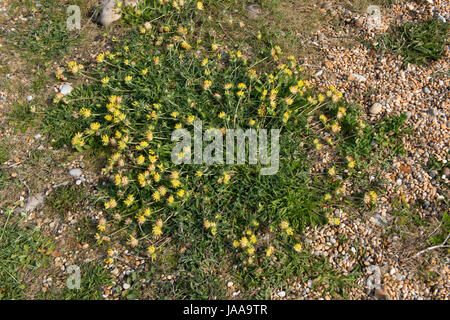 Prostrate flowering plant of kidney vetch, Anthyllis, vulneraria, growing in the shingle of Chesil Beach, Dorset, May Stock Photo