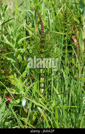 Young sterile shoot of great horsetail, Equisetum telmateia,  growing in wetland behind Chesil Beach, Dorset, May Stock Photo