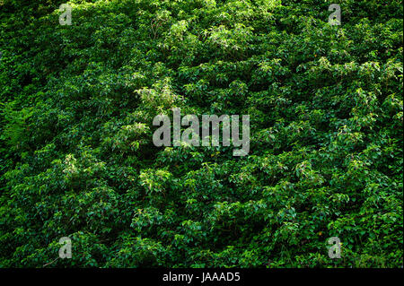 Green tree wall for closeup textured background pattern Stock Photo